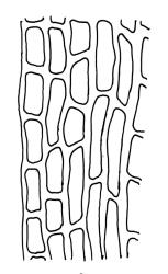 Dicranella schreberiana, mid laminal cells at margin. Drawn from J.T. Linzey 3145, CHR 532366.
 Image: R.C. Wagstaff © Landcare Research 2018 